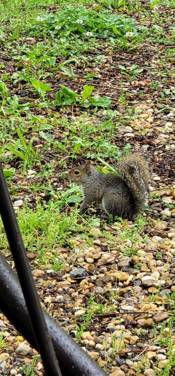 OhTakuVT's tweet photo. A WILD TREE KITTY APPEARED!

#treekitty #wildlife #squirrel #photography #photographer https://t.co/LnFDWdr390