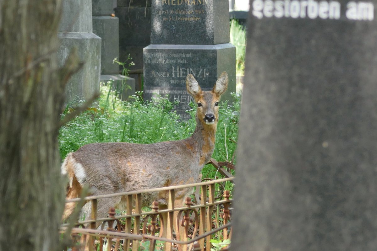 Rita_csf's tweet photo. Some more cemetery wildlife 🌼 Two roe deer (Capreolus capreolus) https://t.co/XASTDEqaZn