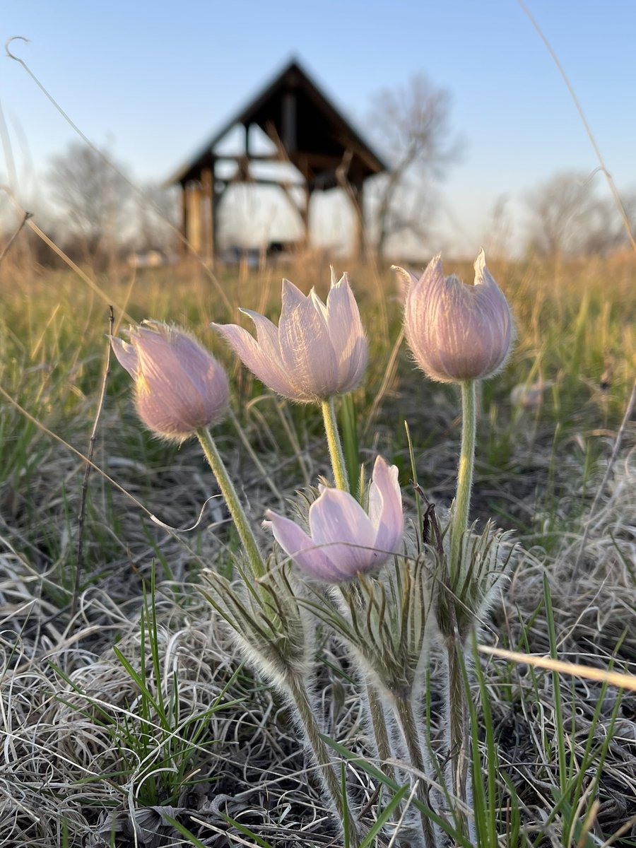 Pasque flowers are blooming beautifully at Sand Prairie along Highway 10 in St. Cloud. <a href="/exploreminn/">Explore Minnesota</a> <a href="/mndnr/">Minnesota DNR</a> #onlyinmn <a href="/visitstcloud/">Visit St. Cloud MN</a>