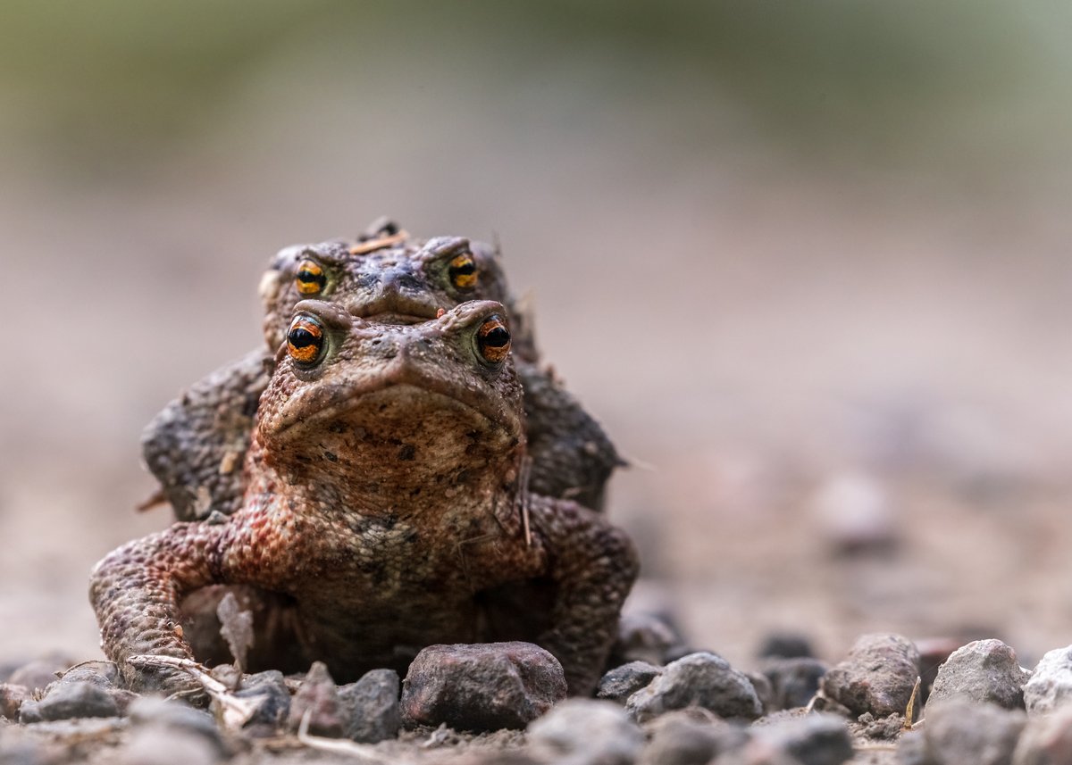 TheSwedishSaga's tweet photo. Ensuring the future of the toads, a threesome effort!
Drinving thru #Glaskogen today I found this couple right in the middle of the road, hence I stopped my car,then stopped the car coming up behind and gently moved the toads towards the waters edge.
Now, it´s up to you, guys 💞 https://t.co/ssG19qY4hL