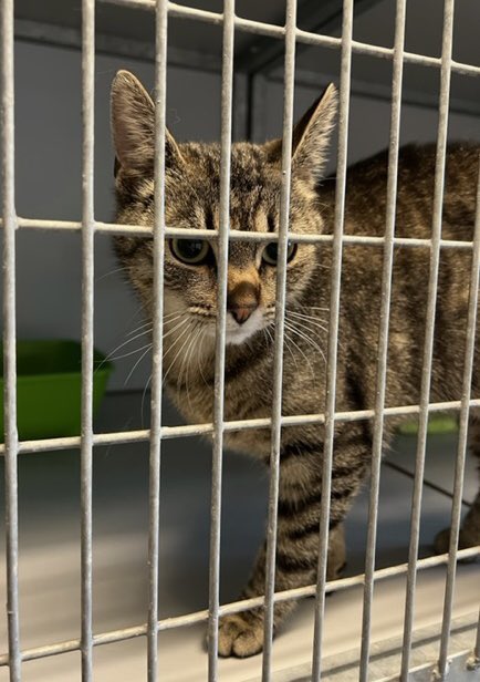 asielbruchem's tweet photo. Wie weet waar deze vriendelijke poes thuishoort?

Ze is gevonden in de #Gamerschestraat in #Zaltbommel. https://t.co/WYYduaybxX
