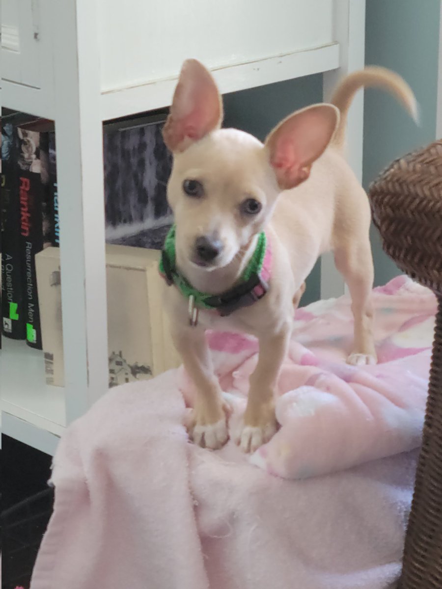 Terri55976342's tweet photo. @JoJoFromJerz This is Bella. https://t.co/kB9cbVVZ31
