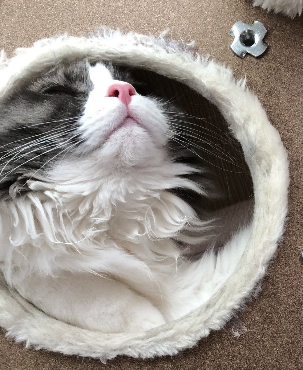 おやすみ
下から猫 