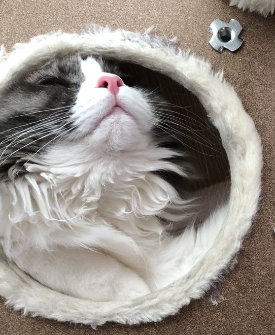 おやすみ
下から猫 