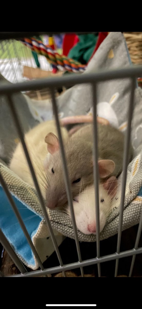 Re_discovery's tweet photo. @aintlifeswells Well, not mine, but my kid’s rats :) https://t.co/lnYICDH0uS