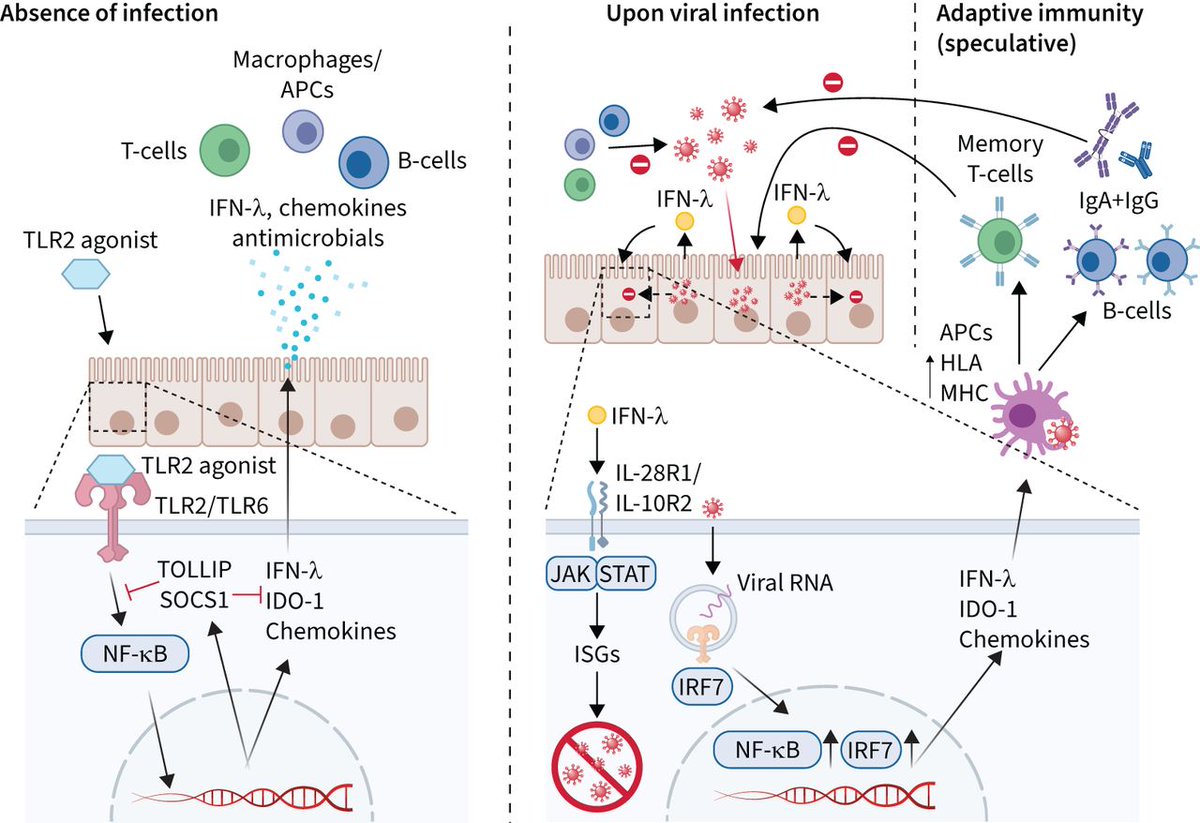 ERSpublications's tweet photo. Respiratory virus infections are a significant disease burden and new treatment options are required. Treatments that stimulate innate immunity in the upper respiratory tract by targeting Toll-like receptors may provide rapid, pan-viral protection. https://t.co/4kKjRV0fWQ https://t.co/dJkX4KtyG3