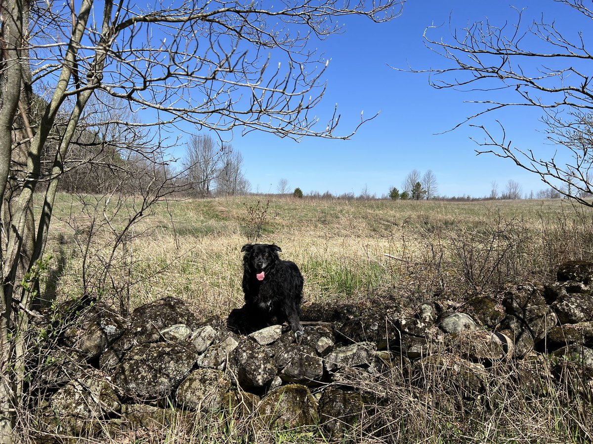 _Jen_W_'s tweet image. Saturday morning adventures with my boy 🐶 #AdoptDontShop