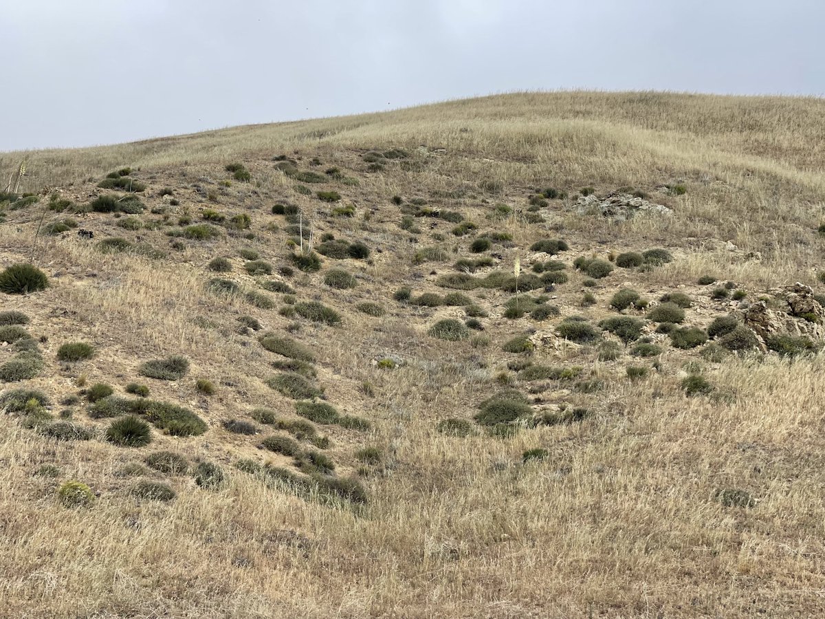 CrossleyIDGuide's tweet image. 1000 Western Tanagers an hour over this grassy slope (Tejon Pass, CA). Same yesterday.