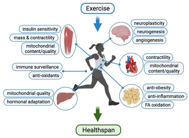 hattersley4's tweet photo. Molecular Mechanisms of Exercise and Healthspan
 https://t.co/ZypR9P84Gm https://t.co/3nNd7rmRD7