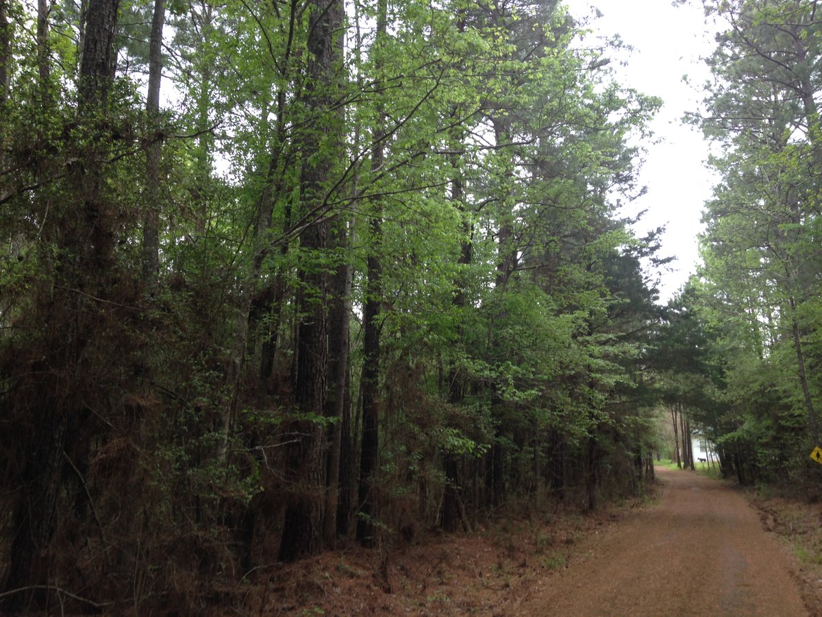 JennSilverwood's tweet image. We often have similar moments like this living in the middle of a forest! 💜 #SatBookChat