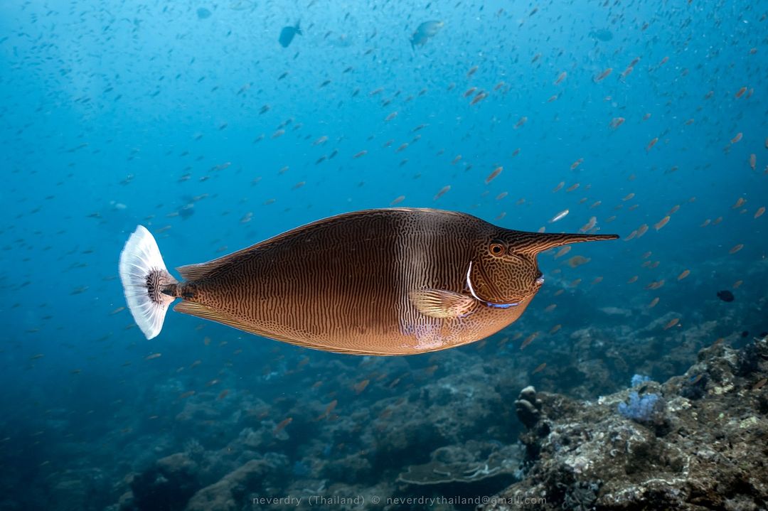 What has been the most exotic marine life you have encountered while diving? 🙃

📷 IG user 'yammo'