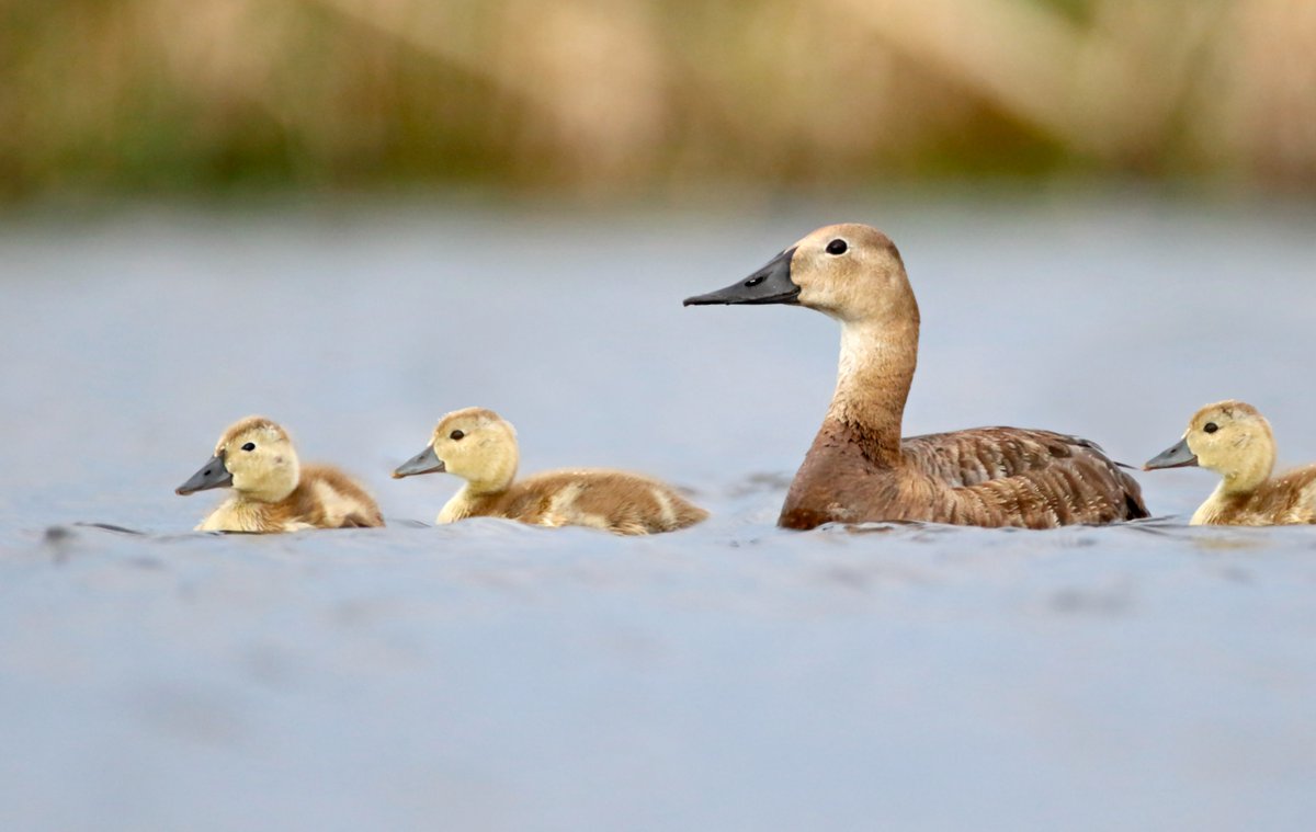 DenverMuseumNS's tweet photo. Celebrate #MothersDay at the Museum! Watch #WingsOverWater to learn about migratory moms, wander through our Wildlife Halls to see (literal) mama bears, or learn about ancient #MomBosses like the pharaoh, Hatshepsut, in our #Egypt exhibit.

Tickets: https://t.co/kjEFscmFaa https://t.co/JQ6afQ53TQ