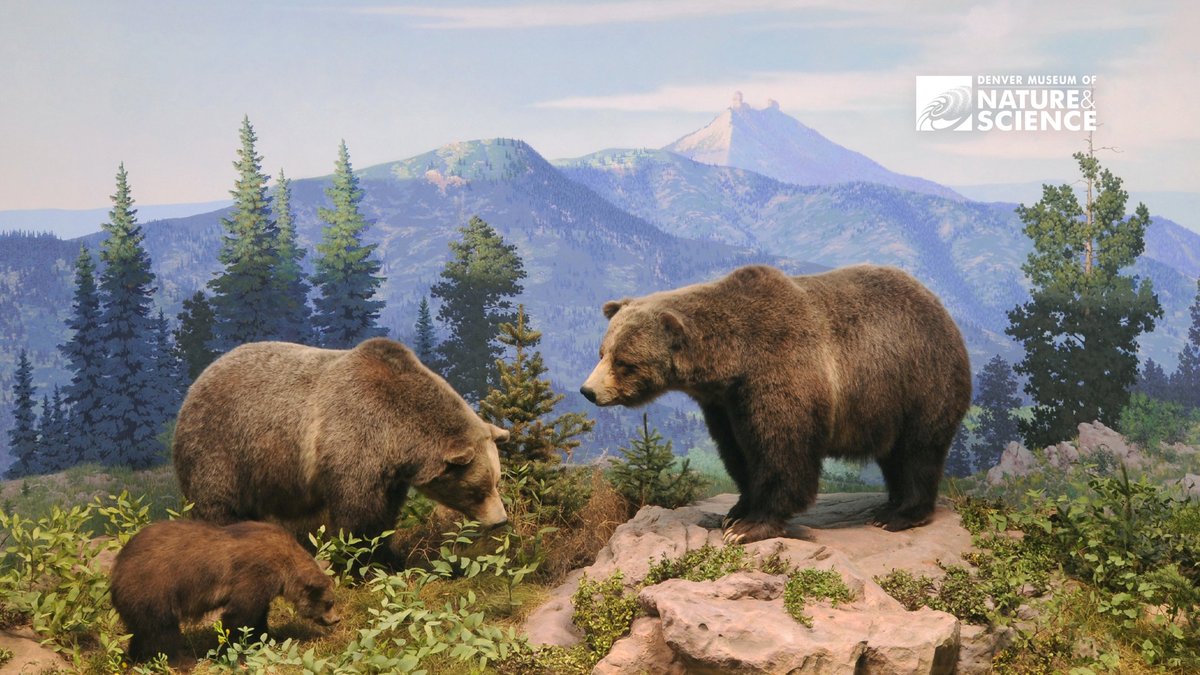 DenverMuseumNS's tweet photo. Celebrate #MothersDay at the Museum! Watch #WingsOverWater to learn about migratory moms, wander through our Wildlife Halls to see (literal) mama bears, or learn about ancient #MomBosses like the pharaoh, Hatshepsut, in our #Egypt exhibit.

Tickets: https://t.co/kjEFscmFaa https://t.co/JQ6afQ53TQ