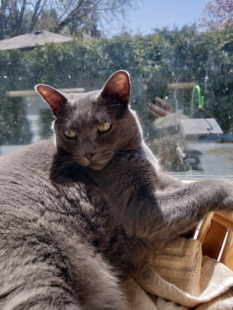 RangerGarnet's tweet photo. Happy, Sunny, Warm #Caturday everyone! https://t.co/0ZEpyteSeG