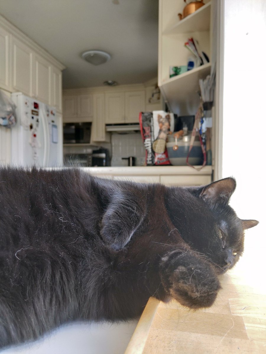 RangerGarnet's tweet photo. Happy, Sunny, Warm #Caturday everyone! https://t.co/0ZEpyteSeG