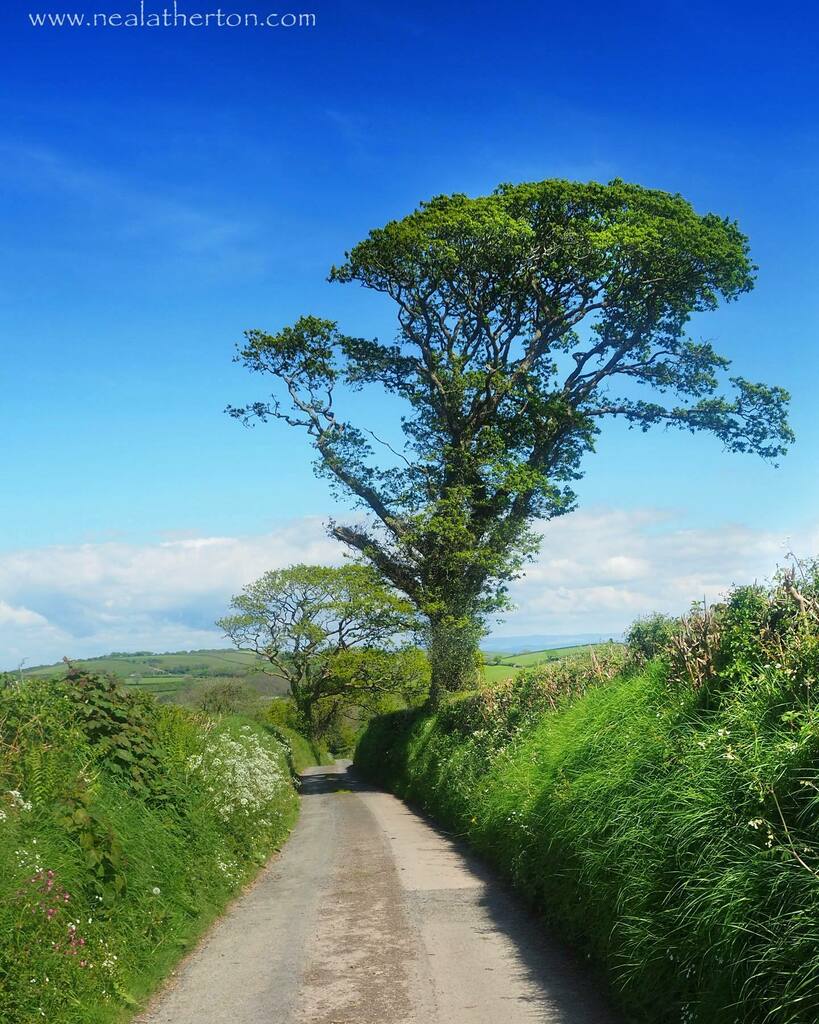 nealrover's tweet photo. Walking the lovely lanes around our holiday barn ๐ #launceston #piperspool #cornwall #trees #nature #countryside #cornish #landscapephotography #gospenhealebarn #spring #travel #uk https://t.co/5xvQOW0hQw #twitter https://t.co/aPuYn4RyEM https://t.co/rX8VbwwtDx
