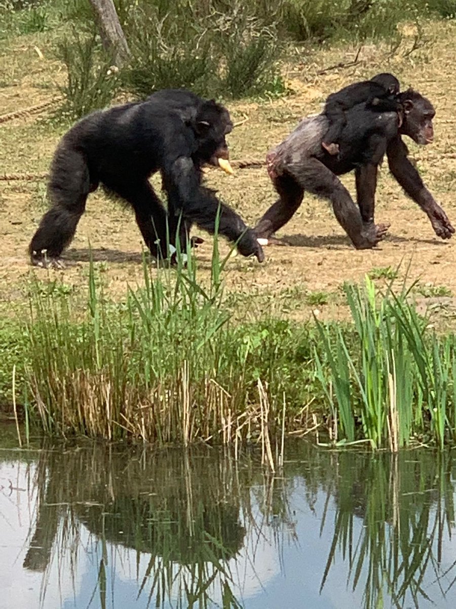 tamaravanhaaren's tweet photo. Meeting today some monkeys  with little baby https://t.co/Y885mG5ahS