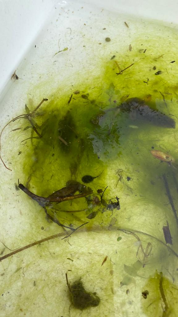 uttjess's tweet photo. Thank you to @HelixFalkirk for letting us join in their #FalkirkScienceFestival today. We did some pond dipping, searched for minibeasts and conducted some muddy experiments! Don't forget to share your photos using the hashtag #ayeforideas
#ponddipping #minibeasts #muddyscience https://t.co/lnml5lvdu6