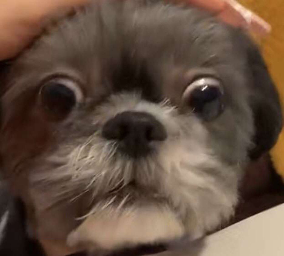 swagger_ton's tweet photo. @sixtwt_ this is luna (: also i miss you ): https://t.co/nJzJrIzRPp