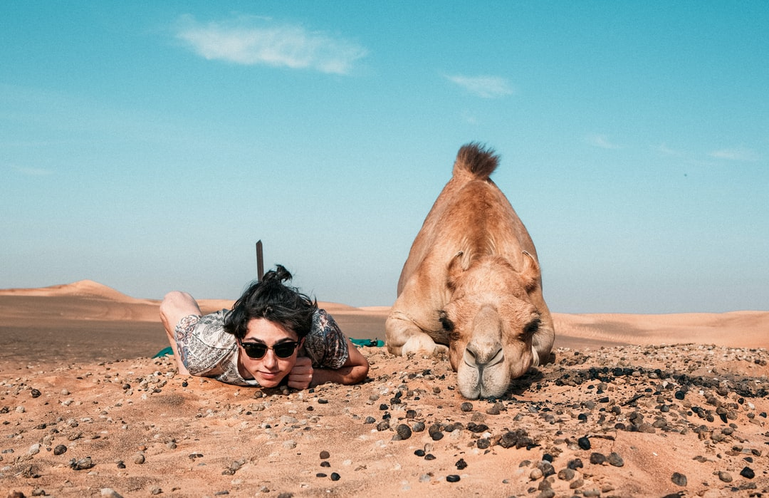 everwellcbd's tweet photo. Did you know that you can give Elixir to your pet? We were thinking more like a dog, but if you have a camel, go for it! Dogs have the same endocannabinoid system that we have &amp; CBD interacts with that system to produce several positive health effects for your dog. https://t.co/tHwMKGy7DU
