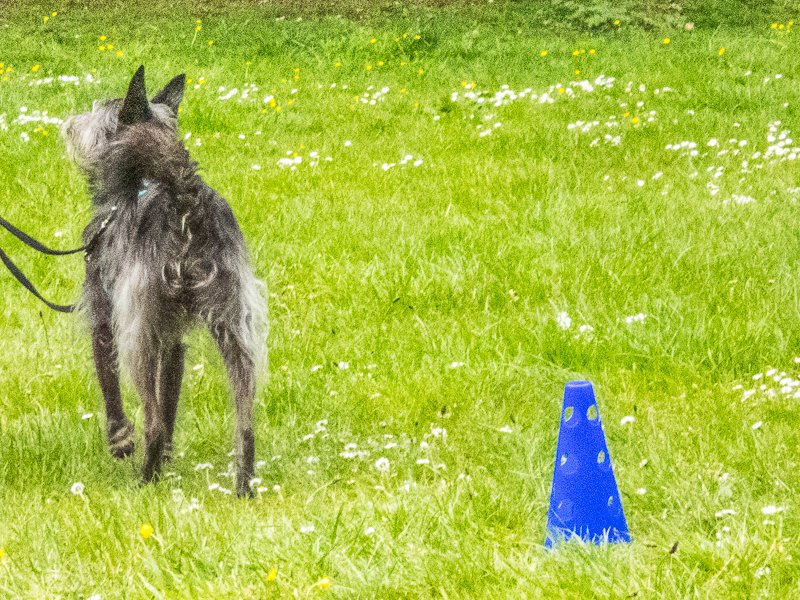 Thank you to everyone that came to the Pack Walk at Lily Hill Park today, we had a lovely time building confidence with cones. So nice to see all the dogs bravely taking on the challenge. 

We have a month’s break now, but will share the Summer Dates for June/July soon…