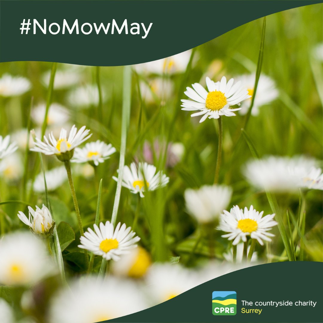 CPRESurrey's tweet photo. More and more people are taking part in #NoMowWay which is great news for wild plants and other wildlife. @Love_plants campaign encourages people not to mow during May to let #nature thrive.
Are you taking part this year? We'd love to see your photos!
#garden #flowers #plants https://t.co/cNqqbXdyYc
