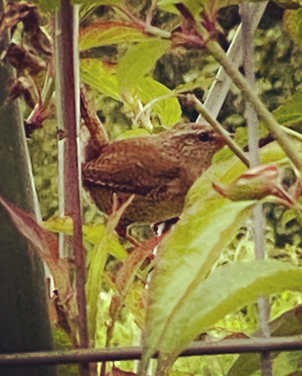 VickyGillibrand's tweet photo. For a small bird, these guys are exceptionally noisy! Are they wrens? #allotmentlife #natureatitsbest #lovemyallotment https://t.co/mkMqN8wEyC