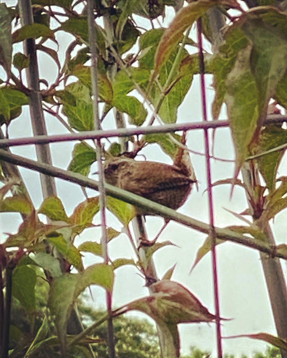 VickyGillibrand's tweet photo. For a small bird, these guys are exceptionally noisy! Are they wrens? #allotmentlife #natureatitsbest #lovemyallotment https://t.co/mkMqN8wEyC