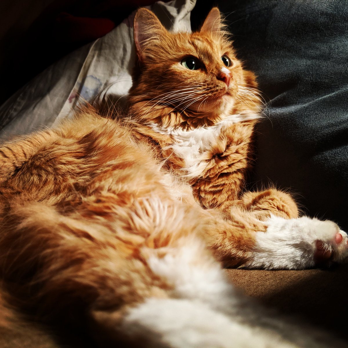 FishyDota's tweet photo. @yungbae My cat Sunny 😎 https://t.co/p9SYm6qDQg