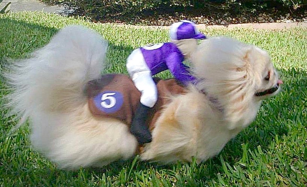 LilCaliGurl's tweet photo. And she iz off! Get ready to prepare yurself fur less dan 2 minutes of entertainment, and de Cali derby who noze 😉 Happi Kentucky Derby Day! 🐎🌹👒
.
.
#CaliGurl #derbydapper #downandderby #jockeysandjuleps #kentuckyderby #kentuckyderbyday #derbyday  #kyderby #2022kentuckyDerby https://t.co/tqME52Tko0