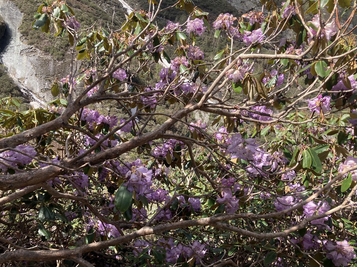 behtidhara's tweet image. Mahadev ki kripa se bahut kuch naya seekhne aur dekhne ko mila. Rhododendron campanulatum (Pink Rhodo) State Flower of #HimachalPradesh. Its bitter unlike the normal Rhodo. A shrub or a little tree, besutiful pink flowers #Manimahesh trek