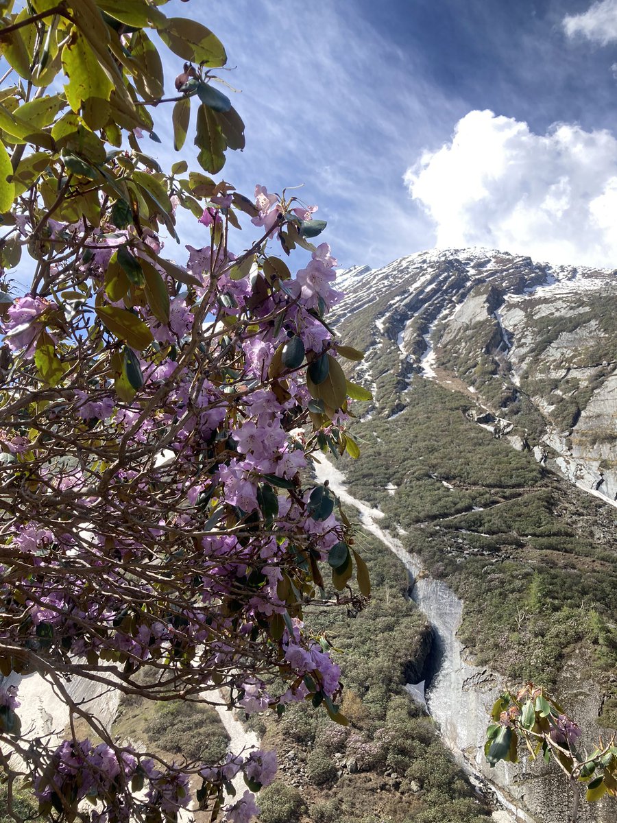 behtidhara's tweet image. Mahadev ki kripa se bahut kuch naya seekhne aur dekhne ko mila. Rhododendron campanulatum (Pink Rhodo) State Flower of #HimachalPradesh. Its bitter unlike the normal Rhodo. A shrub or a little tree, besutiful pink flowers #Manimahesh trek