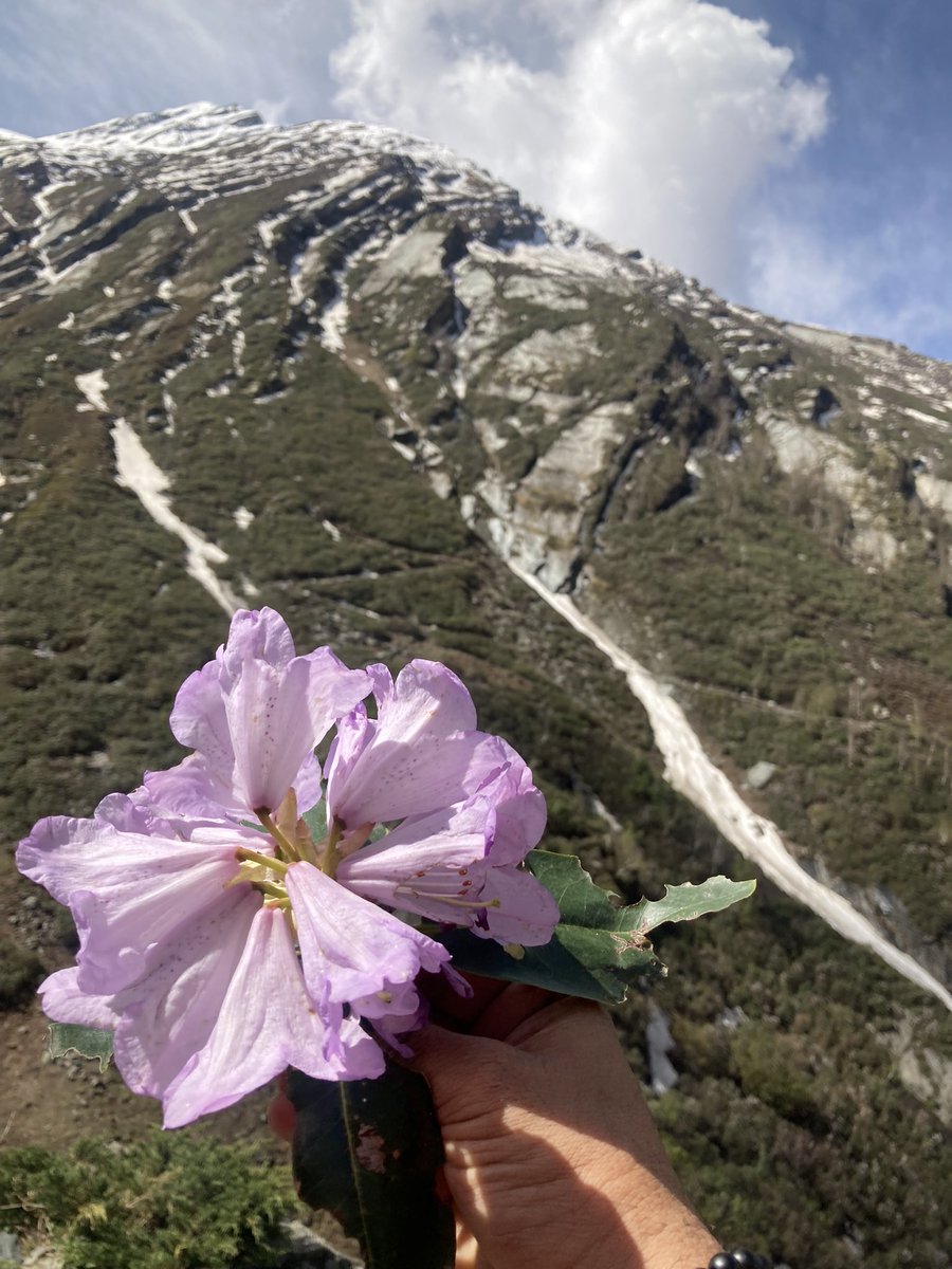 behtidhara's tweet image. Mahadev ki kripa se bahut kuch naya seekhne aur dekhne ko mila. Rhododendron campanulatum (Pink Rhodo) State Flower of #HimachalPradesh. Its bitter unlike the normal Rhodo. A shrub or a little tree, besutiful pink flowers #Manimahesh trek