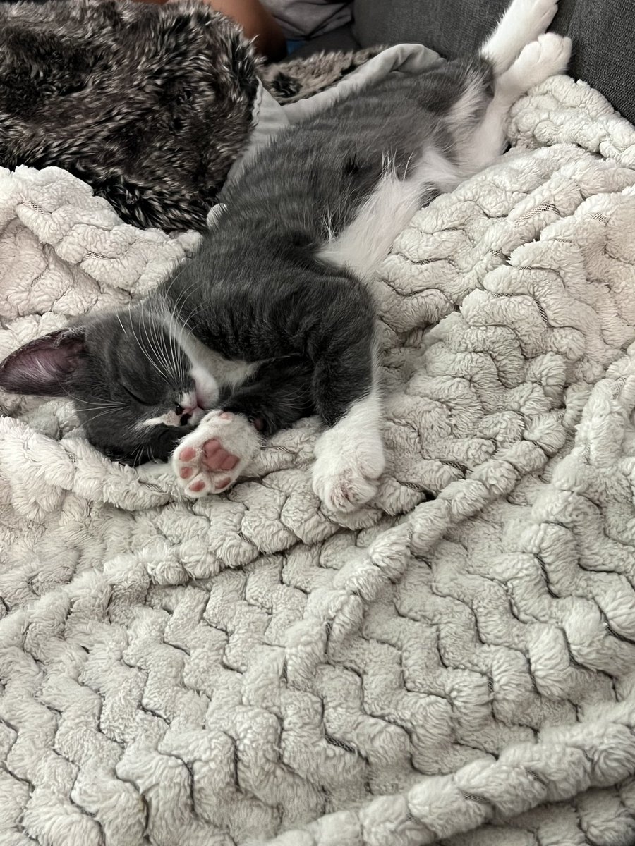 sushislothh's tweet photo. Happy #Caturday 😴 https://t.co/VpNZZpqlPG