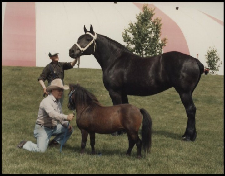 Percheron and miniature horse (CU131320). Courtesy of Collection, Libraries and Cultural Resources Digital Collections, University of Calgary instagr.am/p/CdQ0OUprR_1/