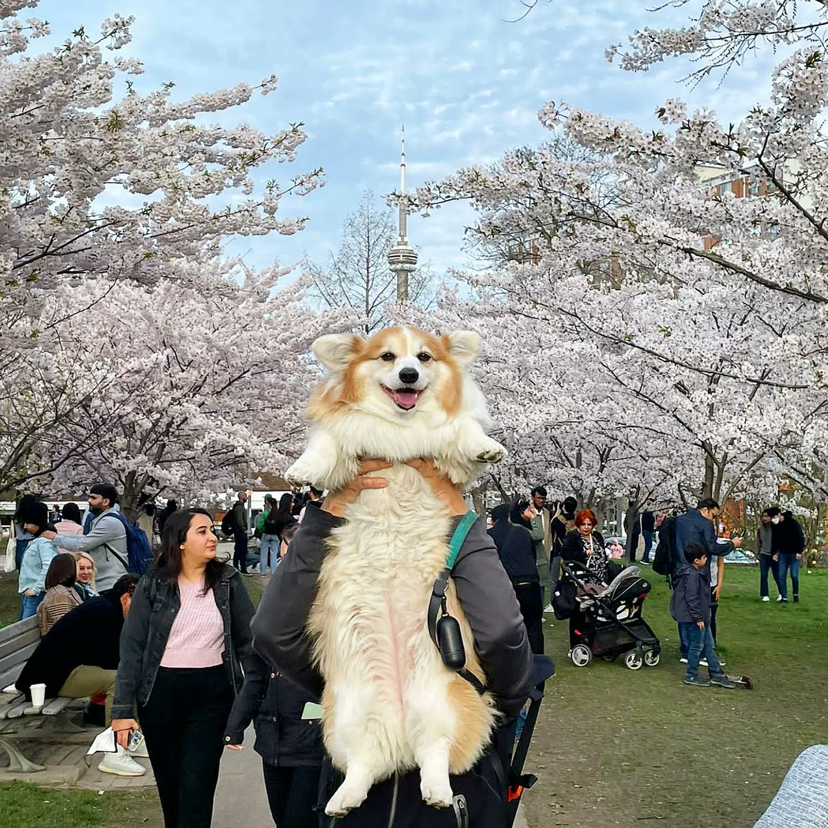 kimchithecorgi's tweet photo. 🍒🌸Its Cherry Blossom Season again in Toronto 🍒🌸 @cityofto
@barked @9GAGCute @9GAG
🐶🐾🎒- @heylittlechonk @madmax_fluffyroad
#Toronto #TorontoBlogger #TorontoPhotography #Canada #Canada🇨🇦 #Photography #cherryblossoms #cherryblossomseason #dailyhiveTO #corgi #Kimchithecorgi https://t.co/f6USA1QRfT