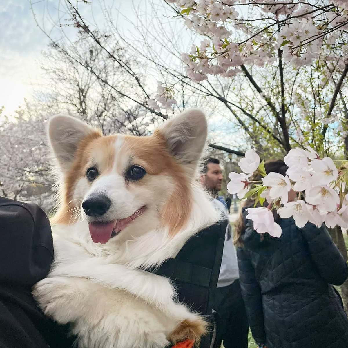 kimchithecorgi's tweet photo. 🍒🌸Its Cherry Blossom Season again in Toronto 🍒🌸 @cityofto
@barked @9GAGCute @9GAG
🐶🐾🎒- @heylittlechonk @madmax_fluffyroad
#Toronto #TorontoBlogger #TorontoPhotography #Canada #Canada🇨🇦 #Photography #cherryblossoms #cherryblossomseason #dailyhiveTO #corgi #Kimchithecorgi https://t.co/f6USA1QRfT