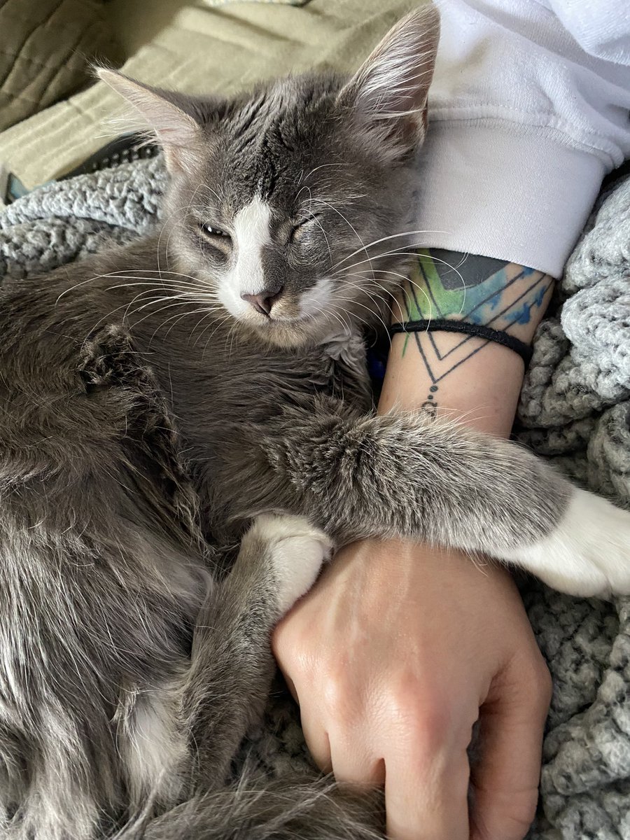 br_klinger's tweet photo. #Caturday morning snuggles with this sweetie https://t.co/ImkH6DY2uM