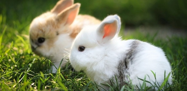 RabbitEveryHour's tweet image. 