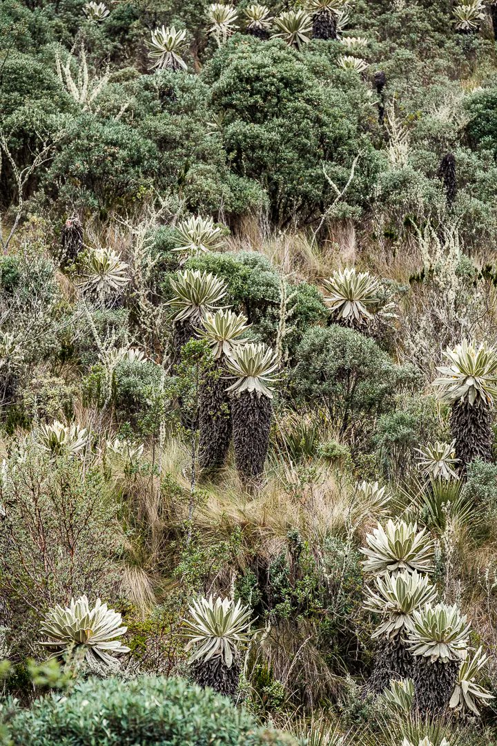 Anomadphotgraph's tweet photo. [Para &amp; Mo] Between 3400 to 4200 altitude , I had the chance to discover a unique surrounding. El Paramo El Angel.
This type of páramo is mostly found in the Andes of Venezuela and Colombia; however, it reaches the north of Ecuador.
@fujifilmfrance #fierdemonfuji #Ecuador https://t.co/Phk0Wifm70