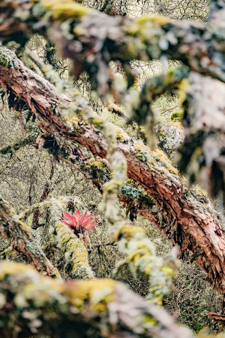 Anomadphotgraph's tweet photo. [Para &amp; Mo] Between 3400 to 4200 altitude , I had the chance to discover a unique surrounding. El Paramo El Angel.
This type of páramo is mostly found in the Andes of Venezuela and Colombia; however, it reaches the north of Ecuador.
@fujifilmfrance #fierdemonfuji #Ecuador https://t.co/Phk0Wifm70