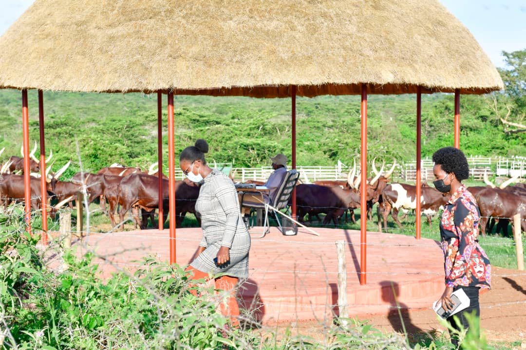 IreneMugisha's tweet photo. Always humbling getting a tutorial on our indigenous Ankole cow from HE ⁦@KagutaMuseveni⁩. We need to preserve this part of our heritage.  🐄

#ExploreUganda https://t.co/doB6D5cnuX