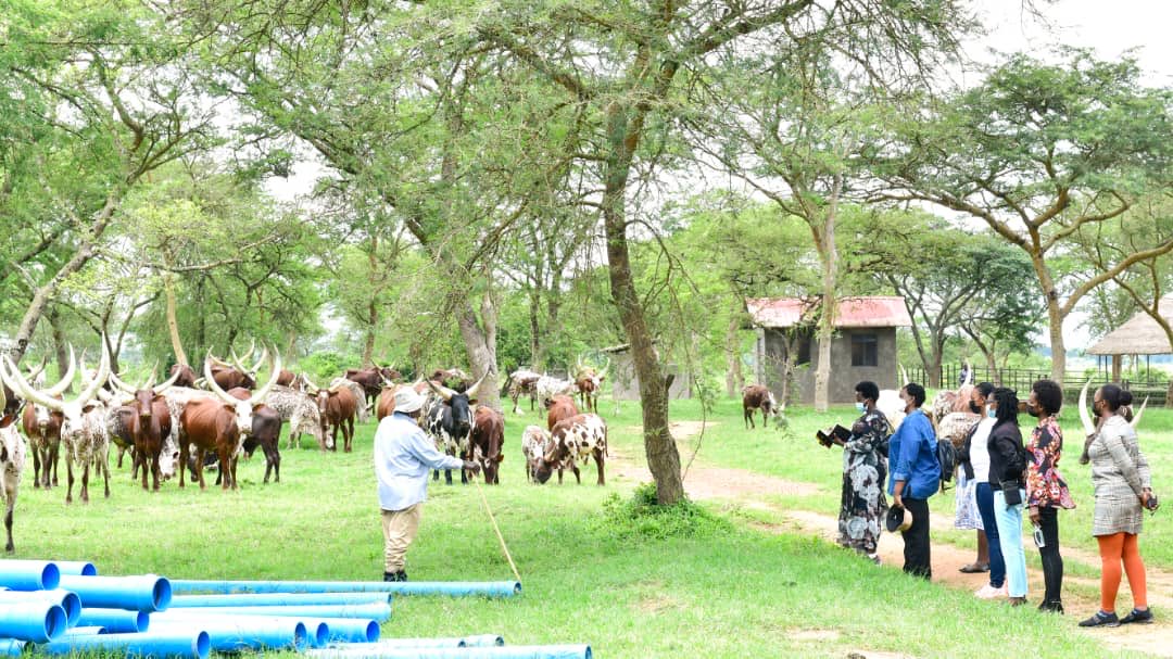 Always humbling getting a tutorial on our indigenous Ankole cow from HE ⁦<a href="/KagutaMuseveni/">Yoweri K Museveni</a>⁩. We need to preserve this part of our heritage.  🐄

#ExploreUganda