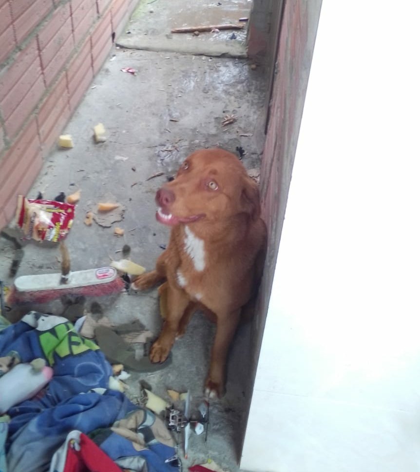 Laburritaisa's tweet photo. ME ANADONARON Y ME VAN A SACAR DE DONDE ESTOY #SeBuscaHogar
Soy una pequeña de 9 meses, mis humanos me abandonaron dejandome a mi suerte. Donde estoy no me quieren y me van a sacar el fin de semana. Pido ayuda y que el Universo me Proteja con un buen hogar 
Inf 320 3073113 Pilar https://t.co/UR3xAuwbBc