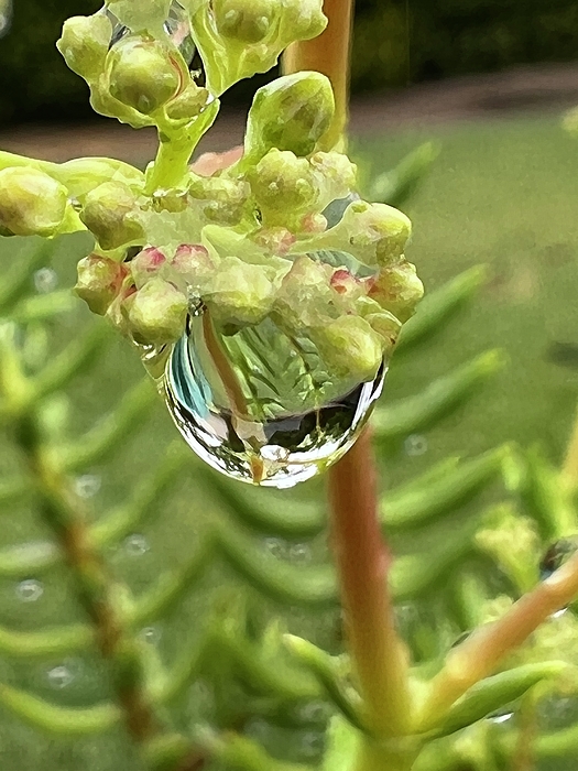 heather_morrill's tweet photo. New artwork for sale! - "Raindrops on Succulents" - https://t.co/gWRnAKYtvD @fineartamerica https://t.co/bvOMYjU1rt