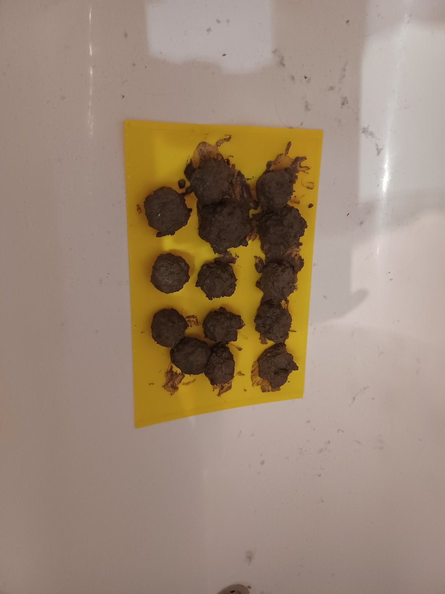 I keep forgetting we made clay flower seed bombs earlier and going into the bathroom only to find this 😬