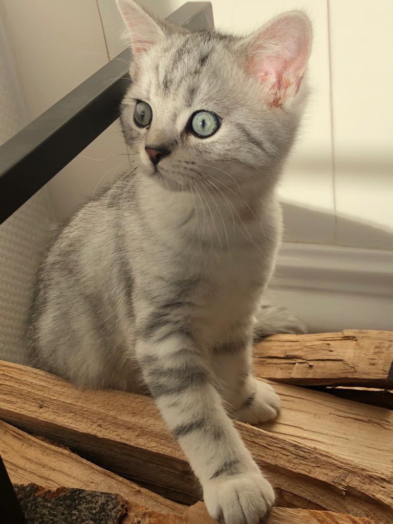 The pain of losing something/someone you love is immeasurable. 

I never thought i’d be in this much pain. 

Fly high, Wilson. ❤️