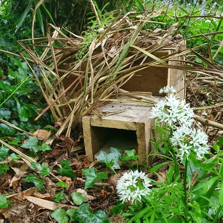 Swansea Hedgehog Friendly Campus (@swanhog) on Twitter photo A massive thank you to our environmental officer Ciera for running an amazing Hedgehog house building workshop yesterday 🙌 also a huge thank you to all the volunteers and the sustainability team who braved the cold yesterday to help build the hedgehog house! 🦔🍂 <a href="/HogFriendly/">Hedgehog Friendly Campus</a> A massive thank you to our environmental officer Ciera for running an amazing Hedgehog house building workshop yesterday 🙌 also a huge thank you to all the volunteers and the sustainability team who braved the cold yesterday to help build the hedgehog house! 🦔🍂 <a href="/HogFriendly/">Hedgehog Friendly Campus</a>