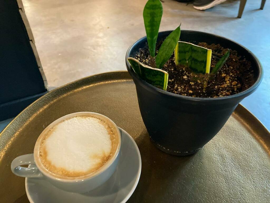DanielGlenn's tweet photo. I found good coffee in Seattle!
#notstarbucks #seattle #plant too https://t.co/SHhbeGp4HG