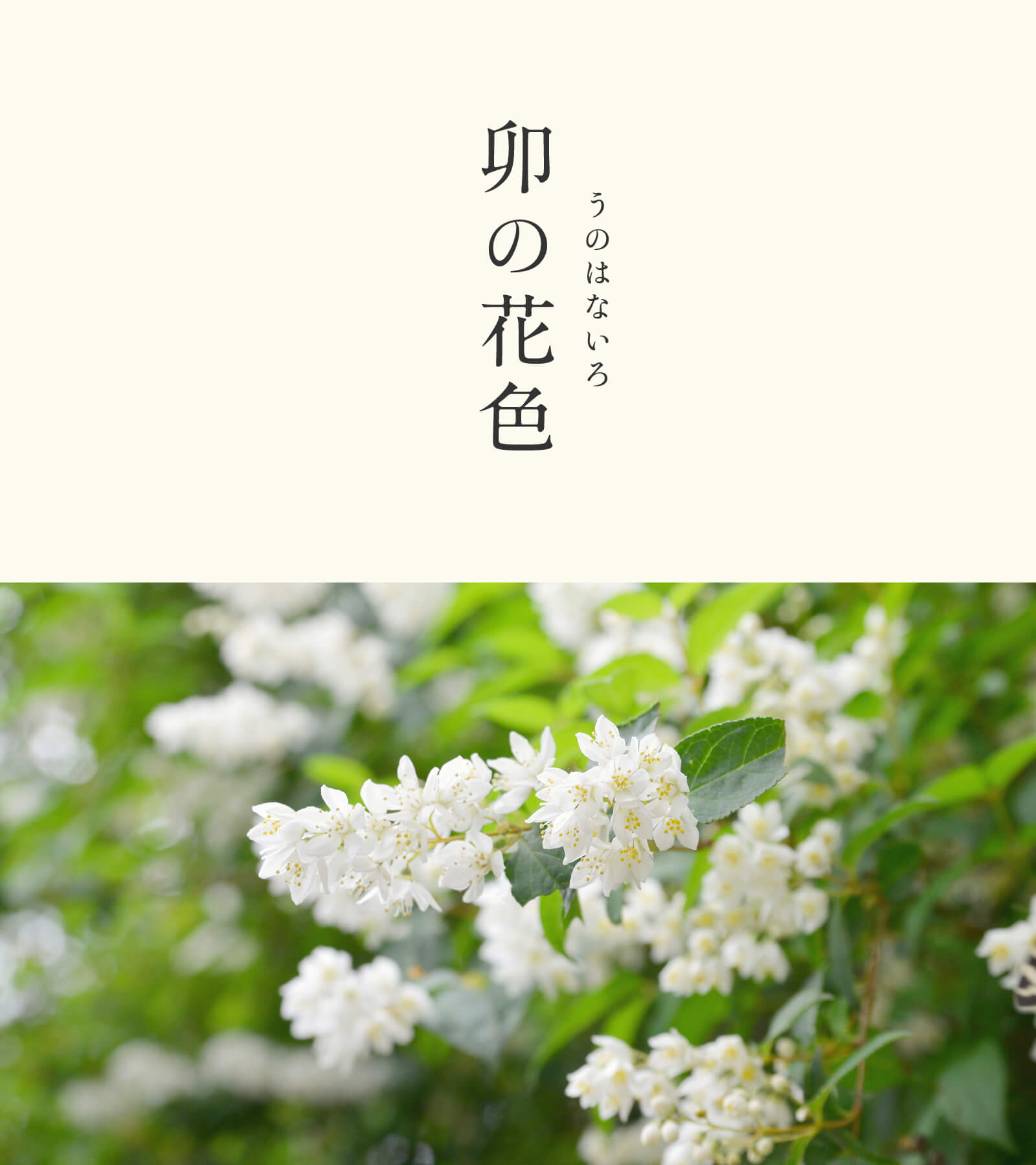 暦生活 こよみせいかつ 10周年 卯の花色 うのはないろ にっぽんのいろ 卯の花は 初夏に小さな白い花を咲かせる空木 うつぎ の別名です その花のあまりの白さから 平安時代には 雪かとまごう と表現されたほどでした 心を落ち着かせて